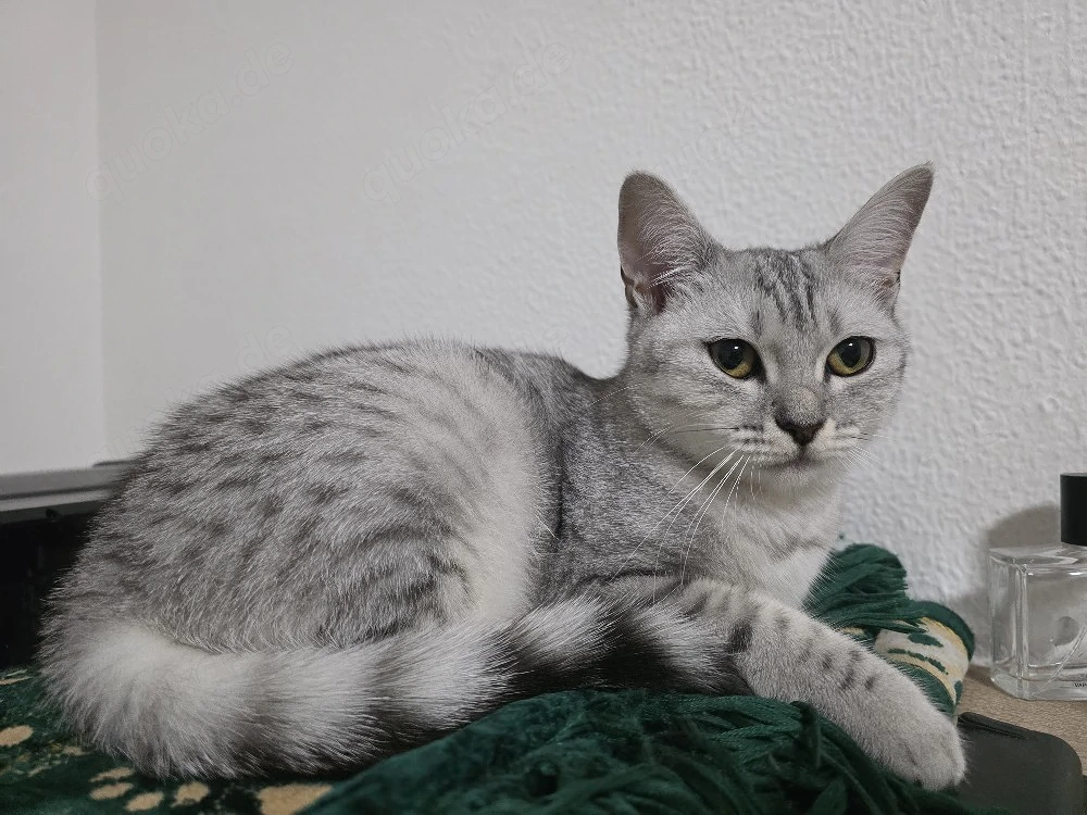 BKH-Kitten in liebevolle Hände abzugeben
