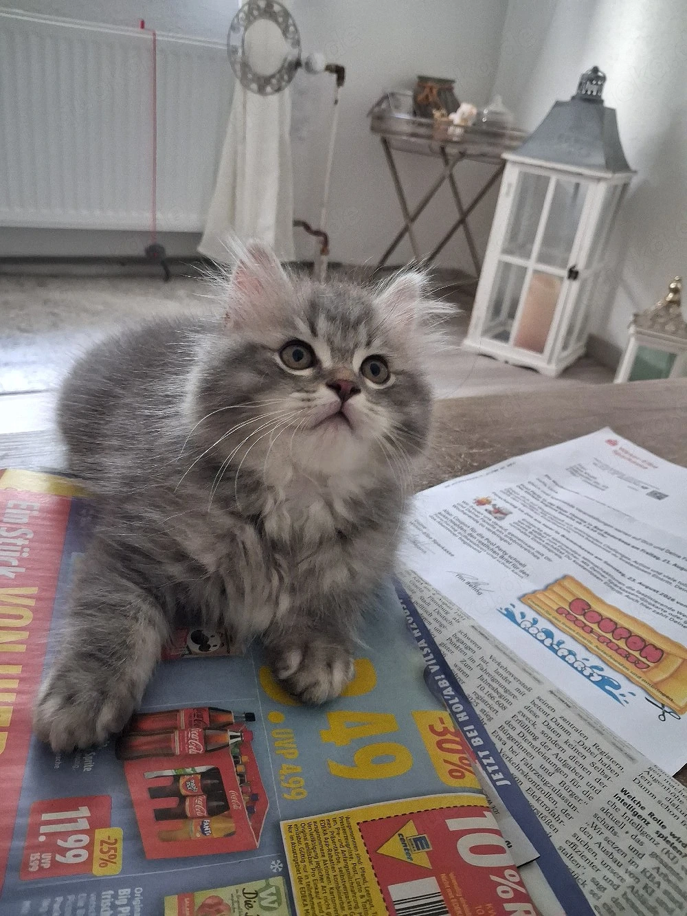 BKH mix ragdoll 