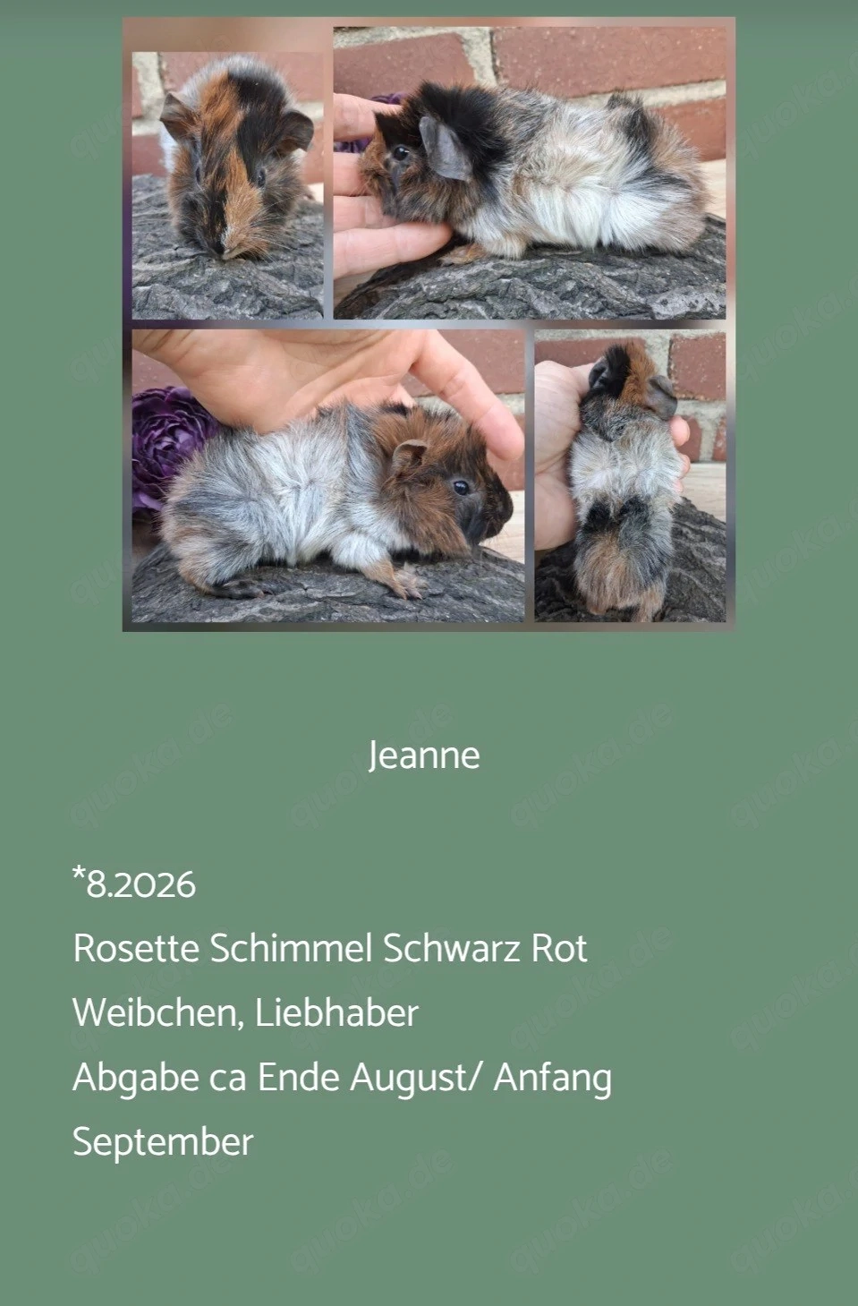 Weibchen Rosette Meerschweinchen 