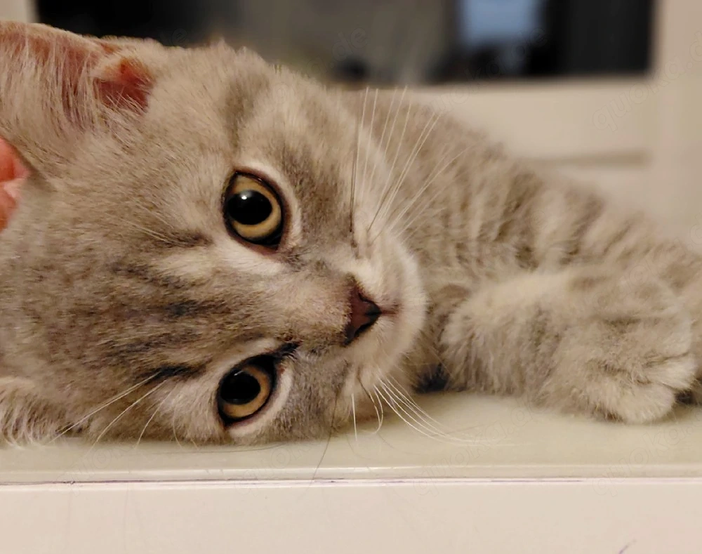 Zuckersüsse British Kurzhaar Kitten
