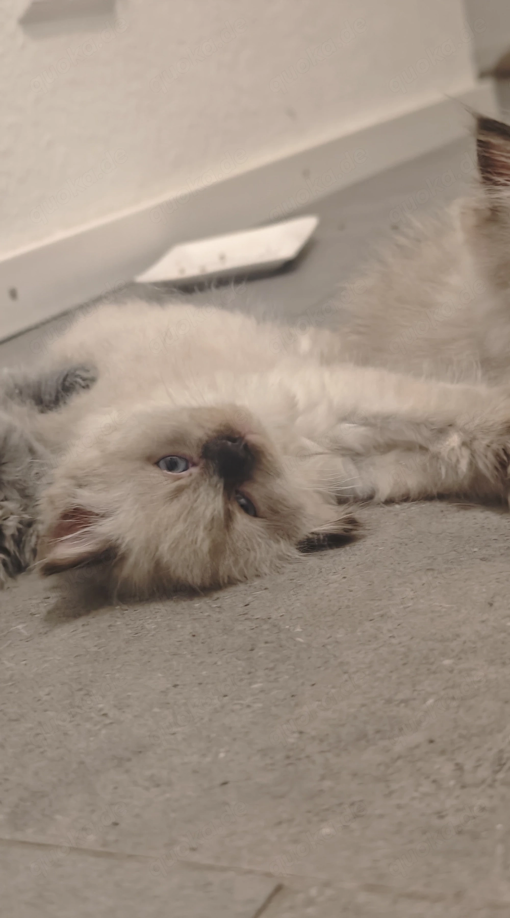 BHL Katze, Kitten 