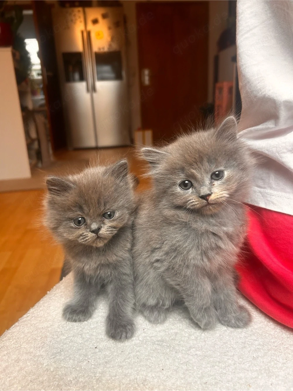 Kitten abzugeben 