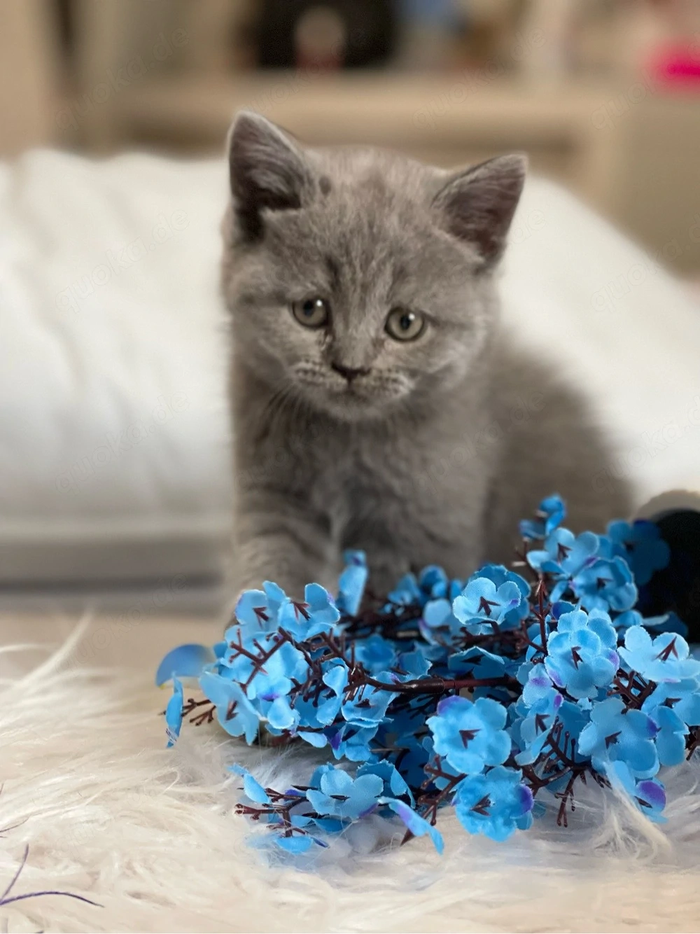 BKH kitten