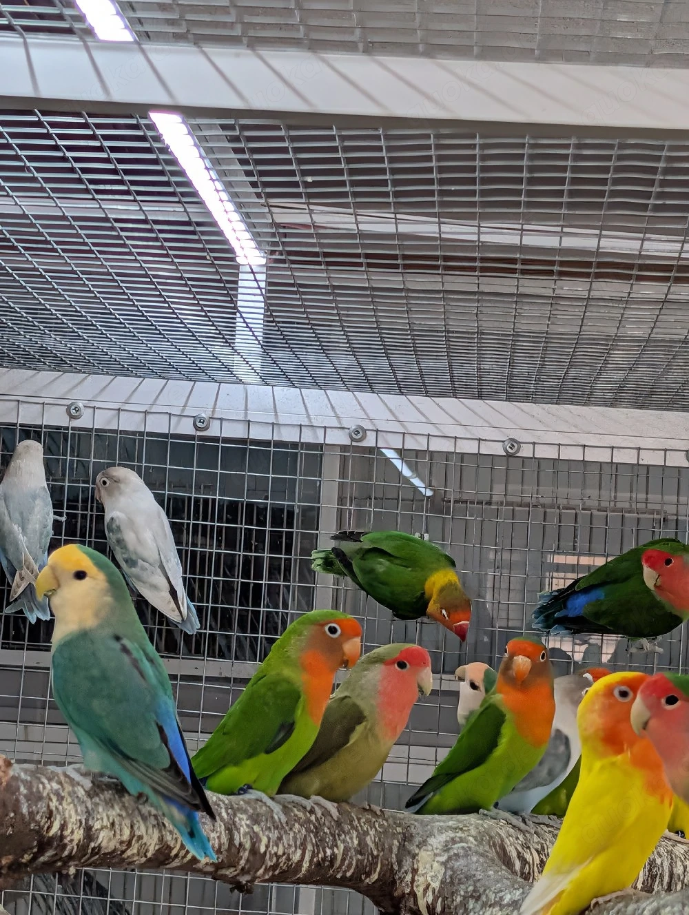 Geben noch einige Vögel ab 