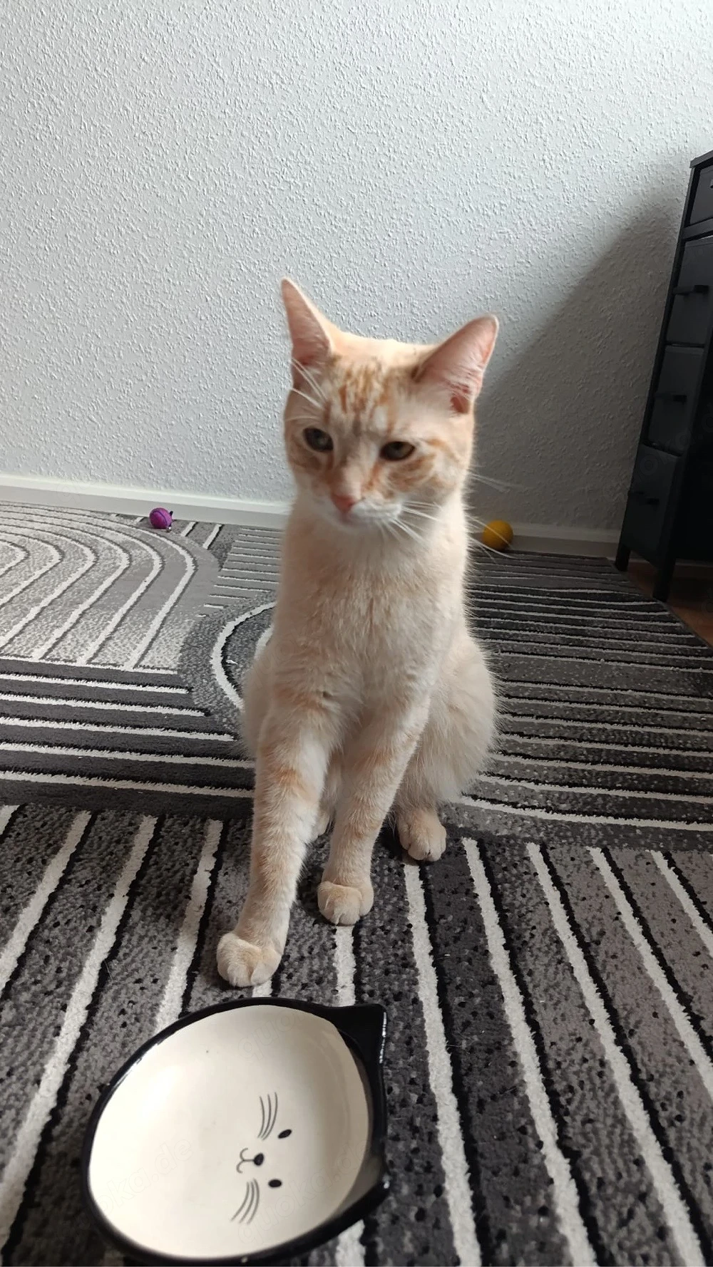 hauskatze sucht ein neues zuhause