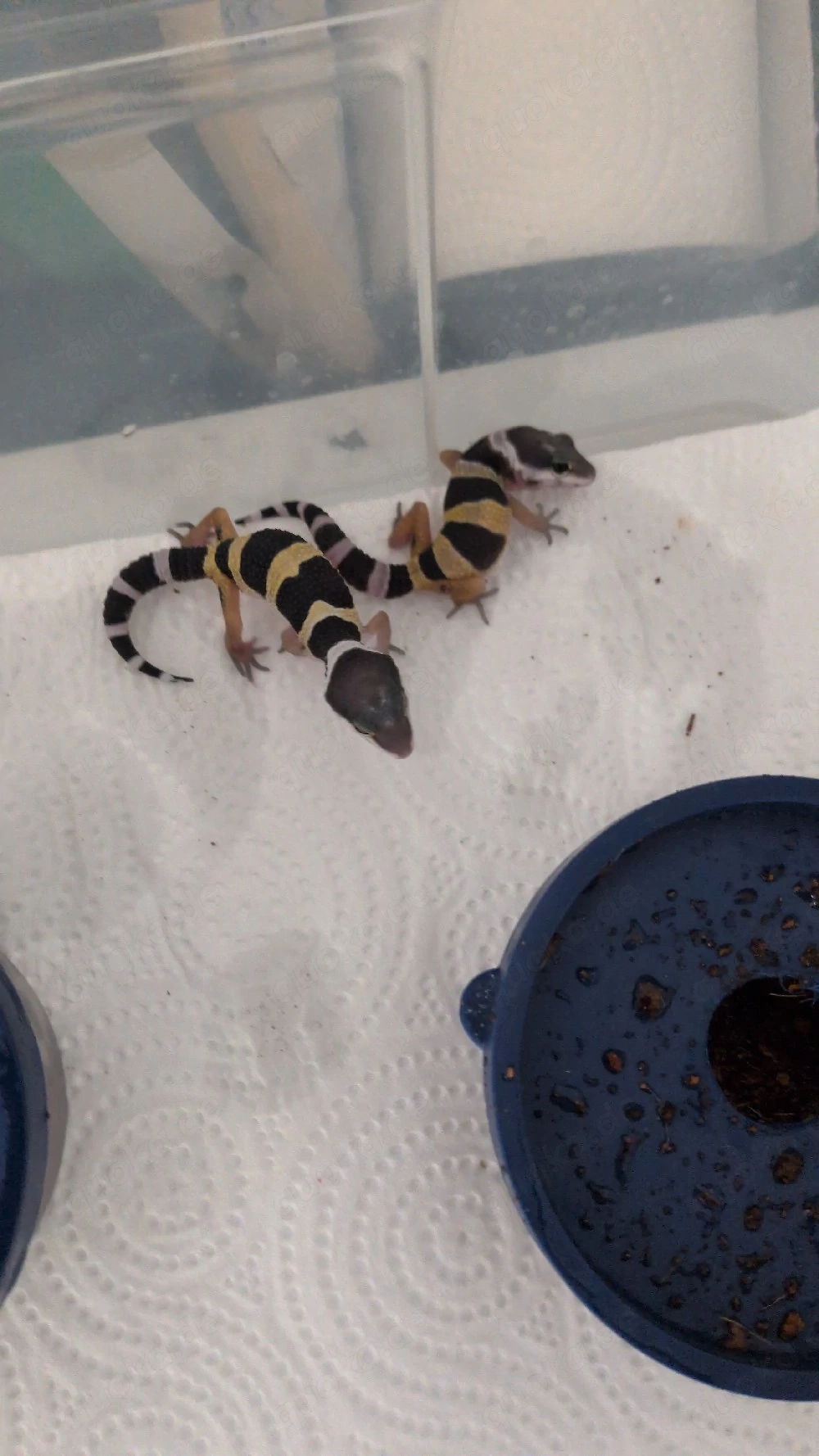 Leopardgeckos zur Abgabe 