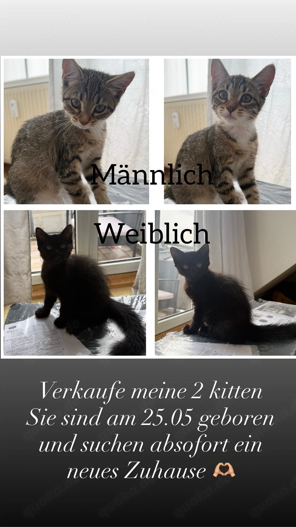 verkaufe meine 2 kitten