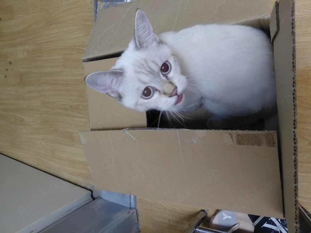 Junger Kater zu verkaufen