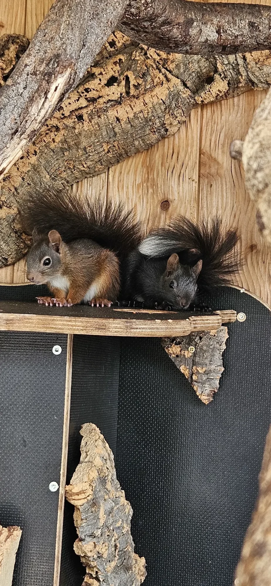 Eichhörnchen abzugeben 