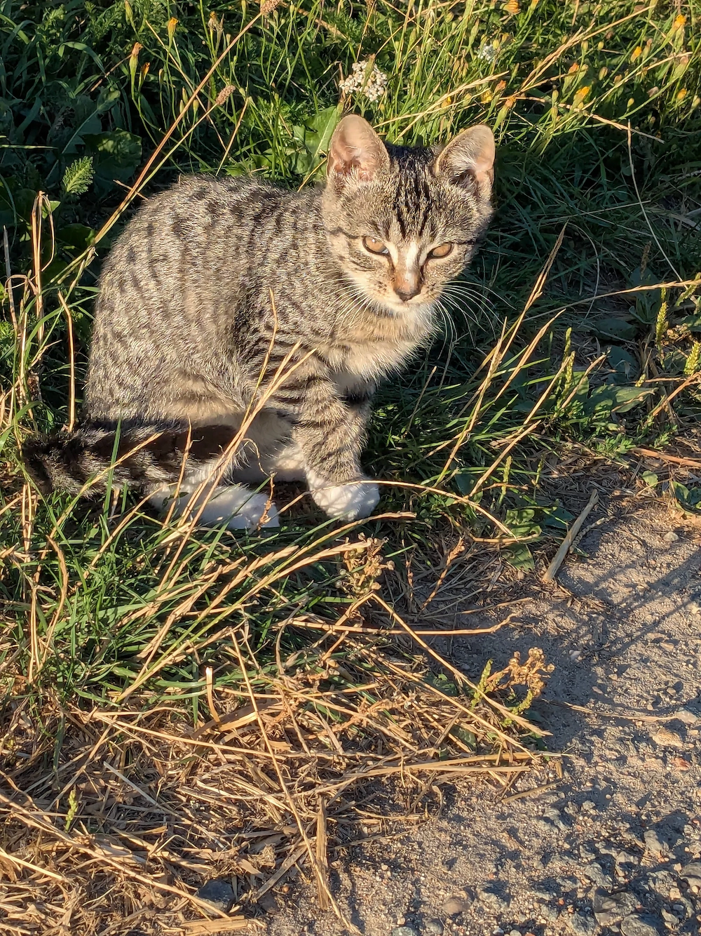 Katzen  Katzenkinder