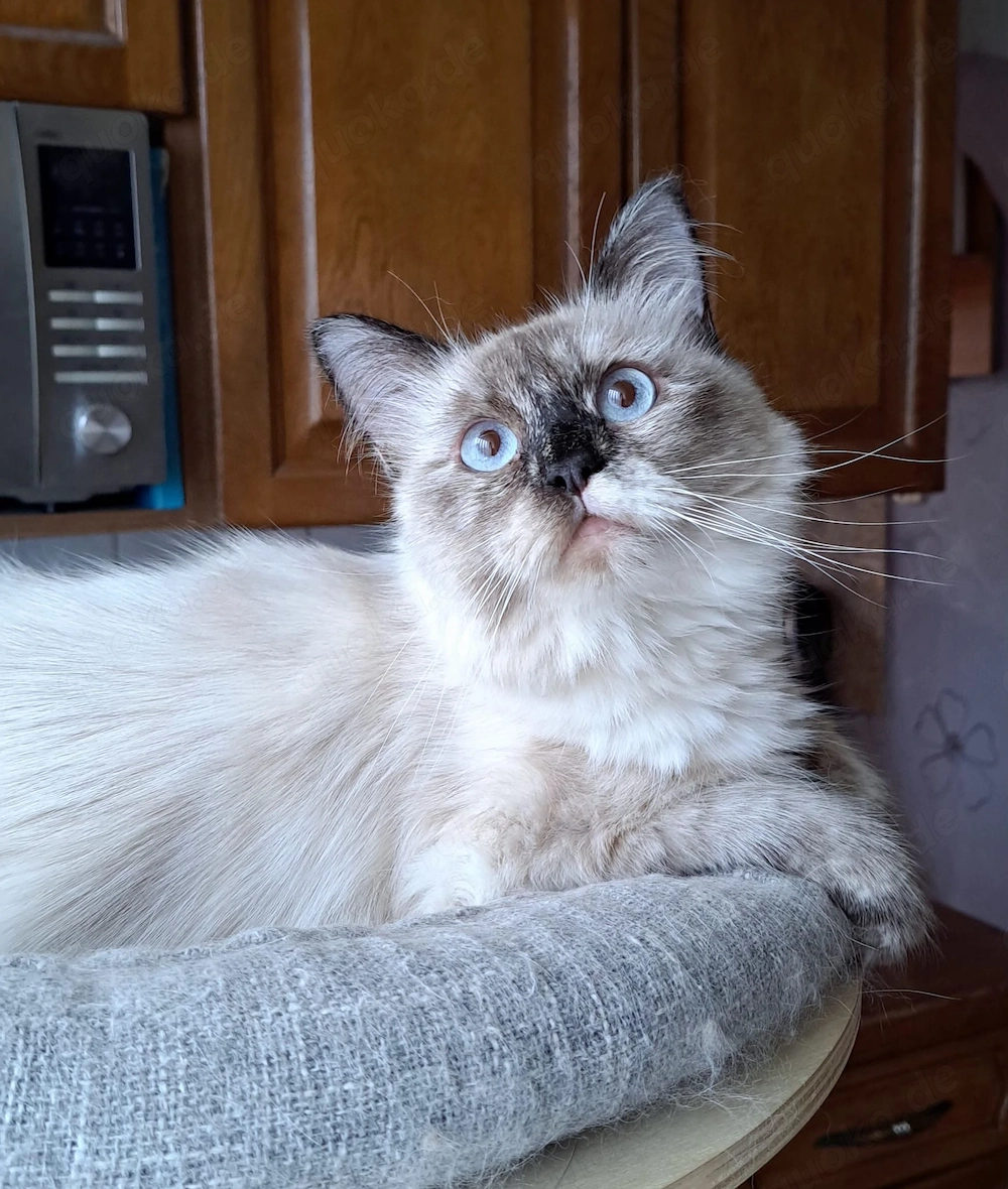 Neva masquarade Mädchen weiblich sibirische katze