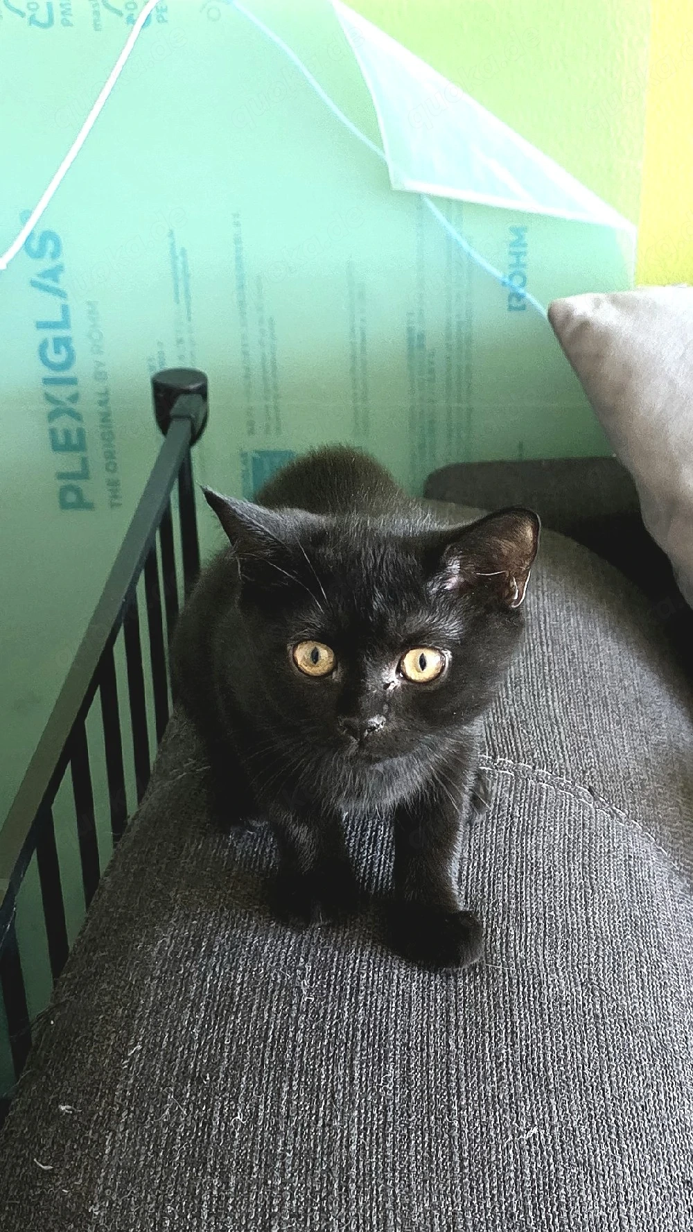 BKH Britisch Kurzhaar Kitten abzugeben 