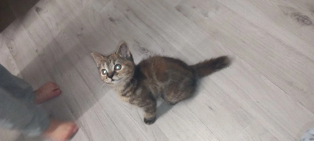baby katze