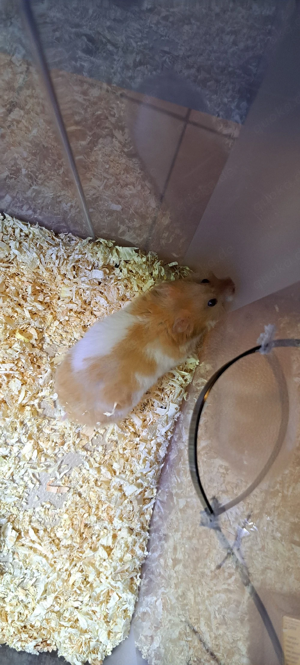 Hamster 3 Monate alt