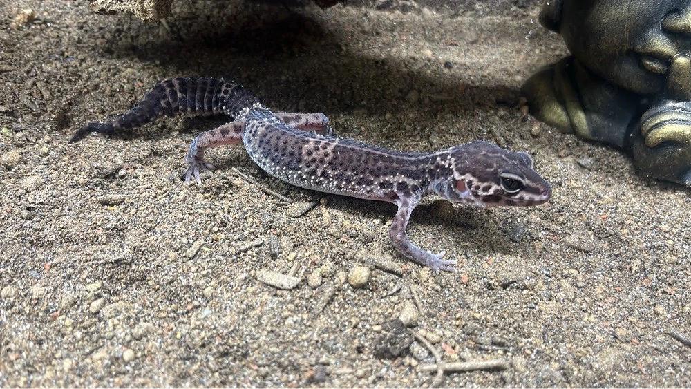 leoparden geckos