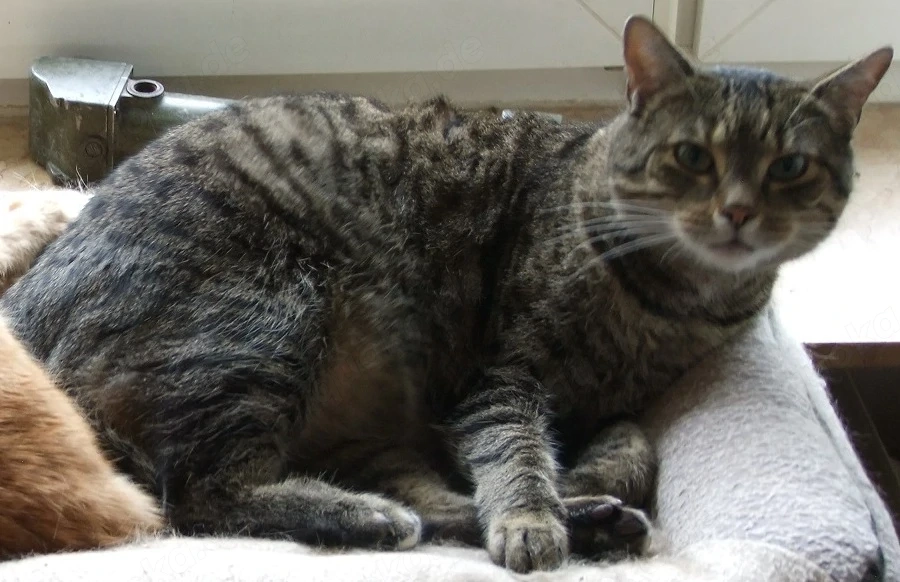 Kater, braun getigert vermisst in 74532 Eckartshausen