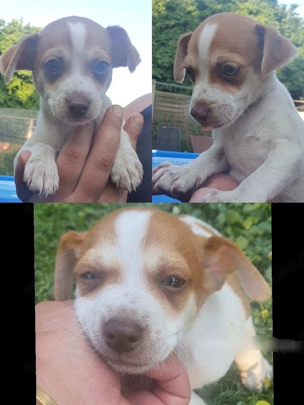pincher jack rassel welpen 