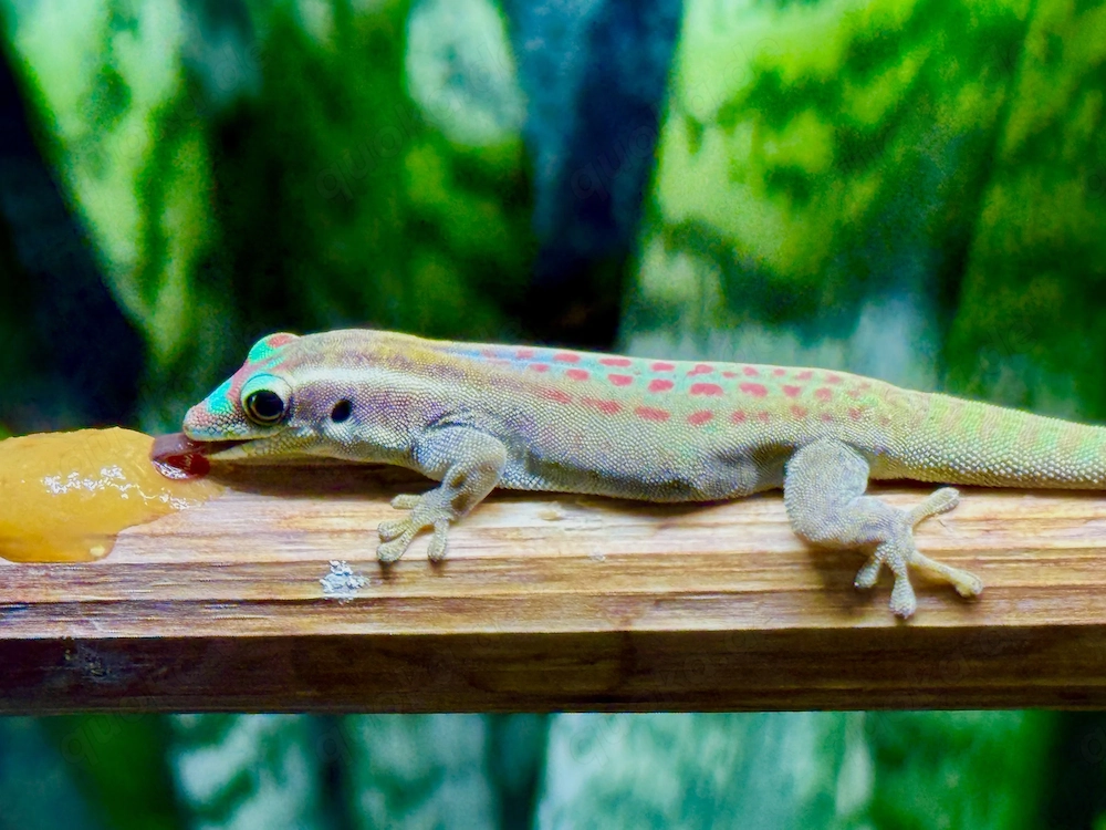 Phelsuma, Sphaerodactylus, Lygodactylus und Co.