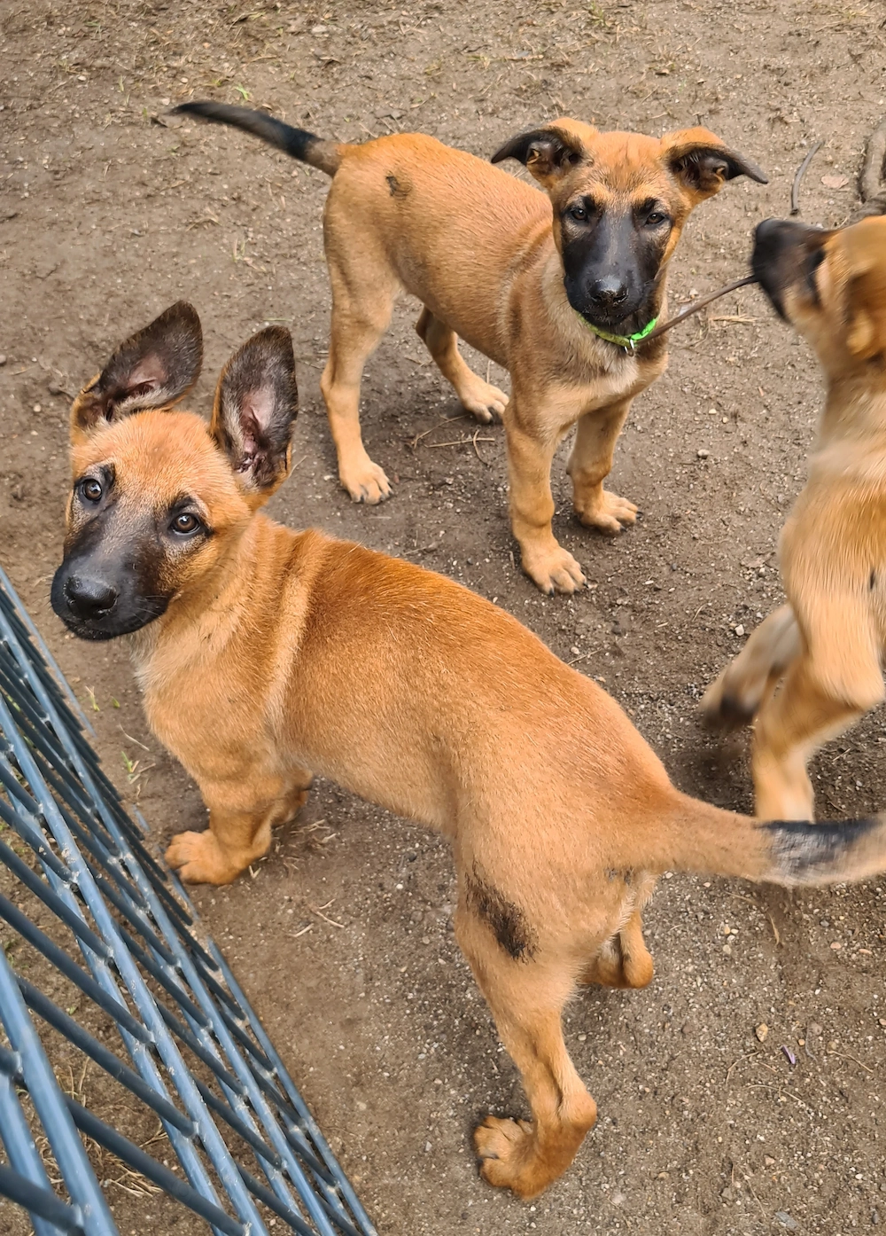 Belgischer Schäferhund Welpen, Malinois