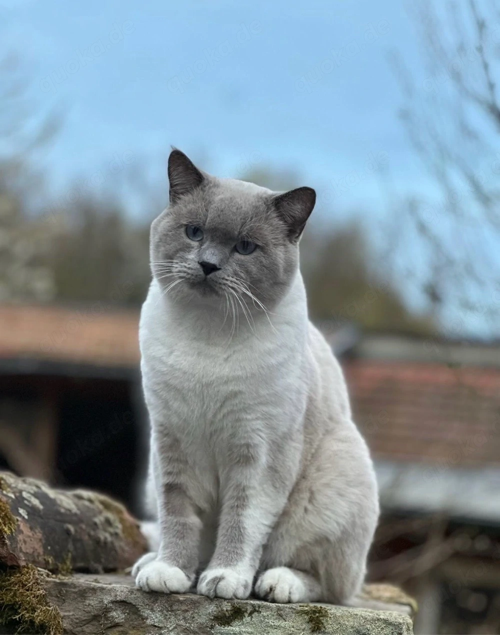 britisch kurzhaar kater 