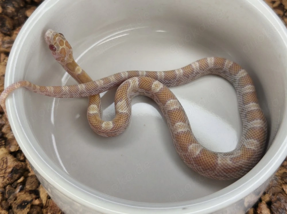 0.1 Topaz Sunkissed het. Hypo Amel