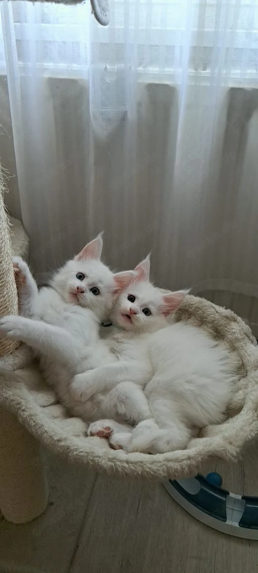 5 Maine-Coon-Kitten mit Stammbaum