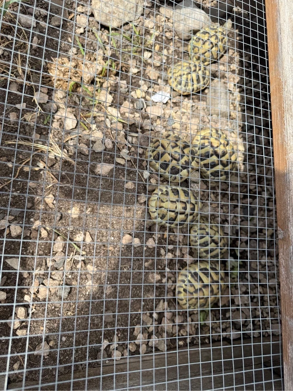 Griechische Landschildkröte 3 jahre alt 