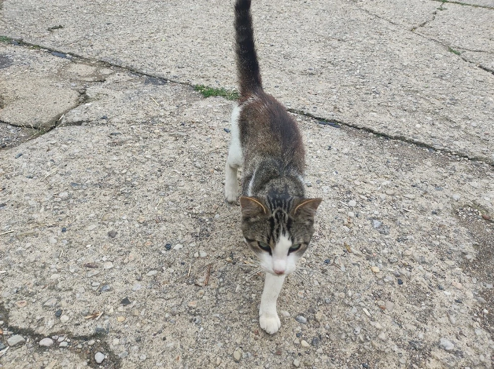 verkaufe Katze 