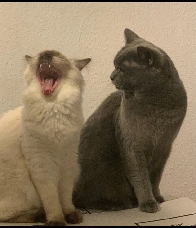 zuckersüße Bkh   Ragdoll Kitten