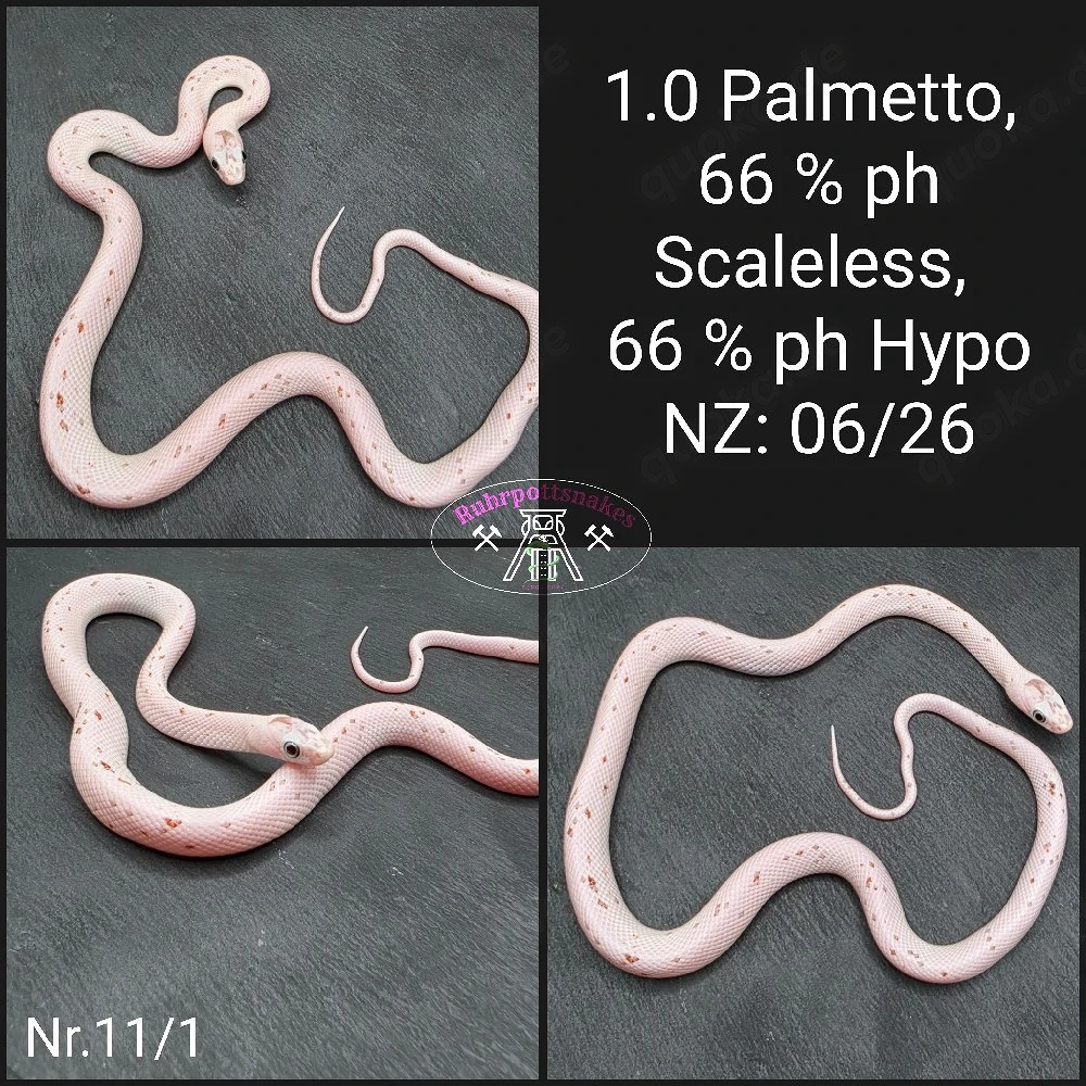Kornnatter 1.0 Palmetto 66% ph Scaleless 