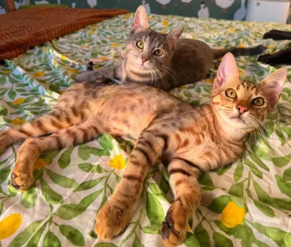 Reema & Benny Traumpärchen sucht sein Paradies