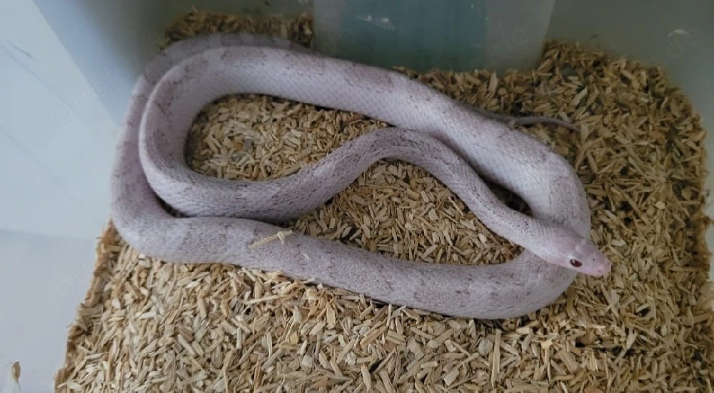 Lava Cinderblood Pied 2025
