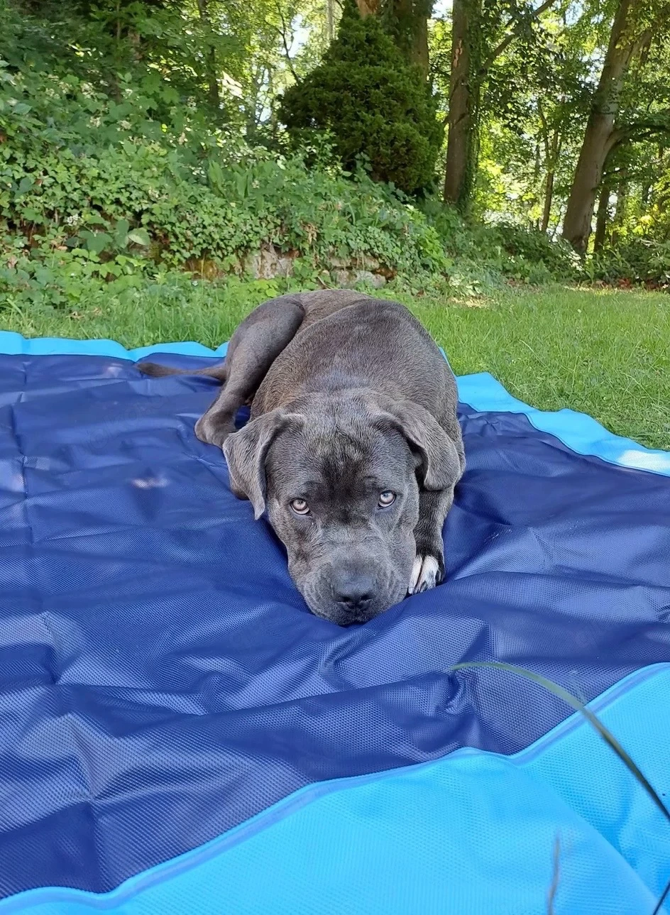 Cane-Corso Mix Junghündin