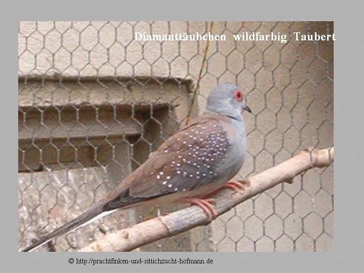 Diamanttäubchen wildfarbig 