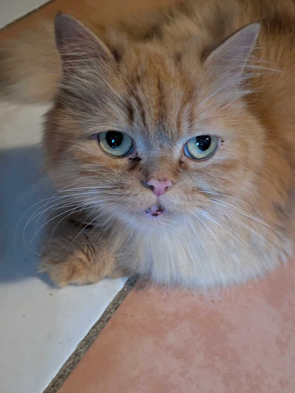Kleine Stubentiger 