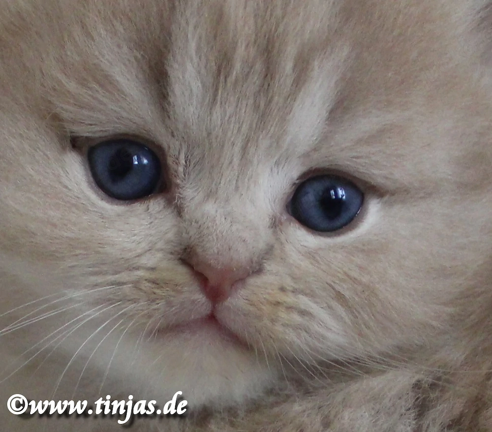 Britisch Langhaar Katzenbaby in fawn golden tabby mit grünen Augen abzugeben