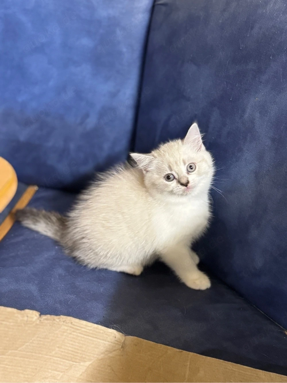 BkH Kitten 