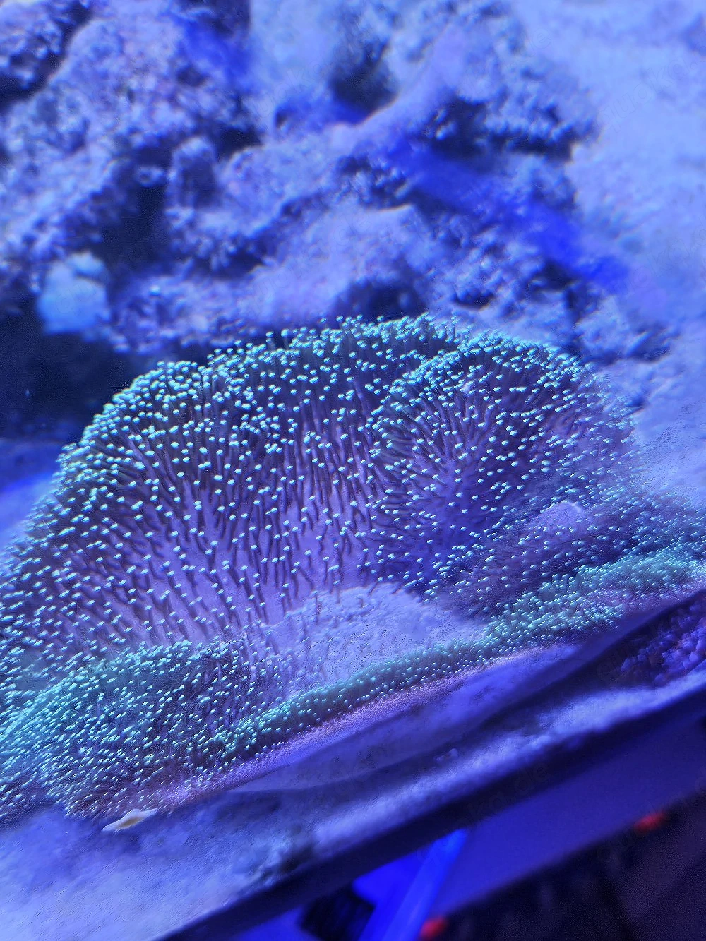 Sarcophyton sp. Green Polyp Pilzlederkoralle