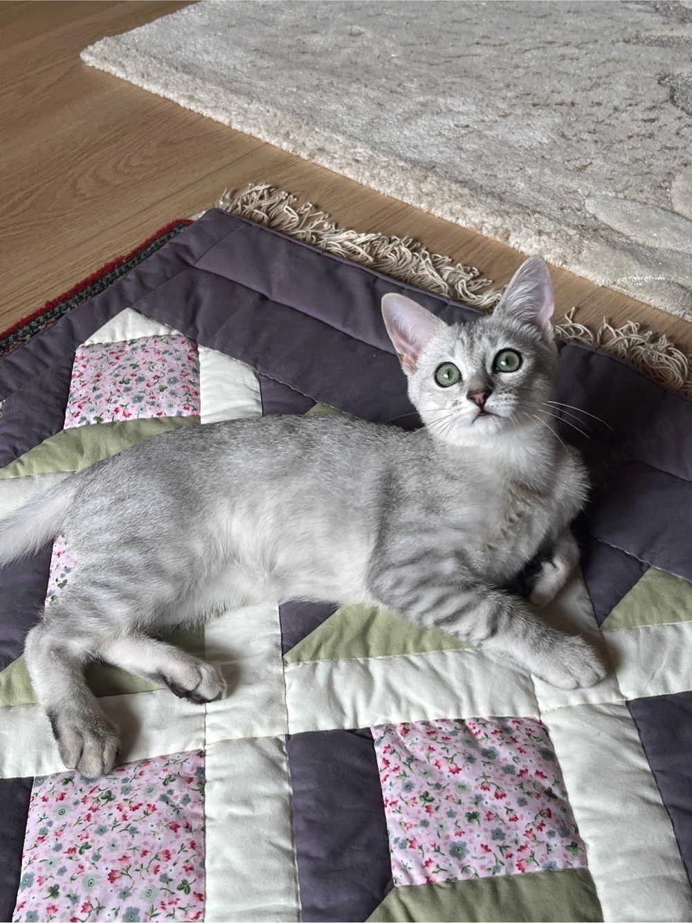 Bkh-Siam Mix Kater