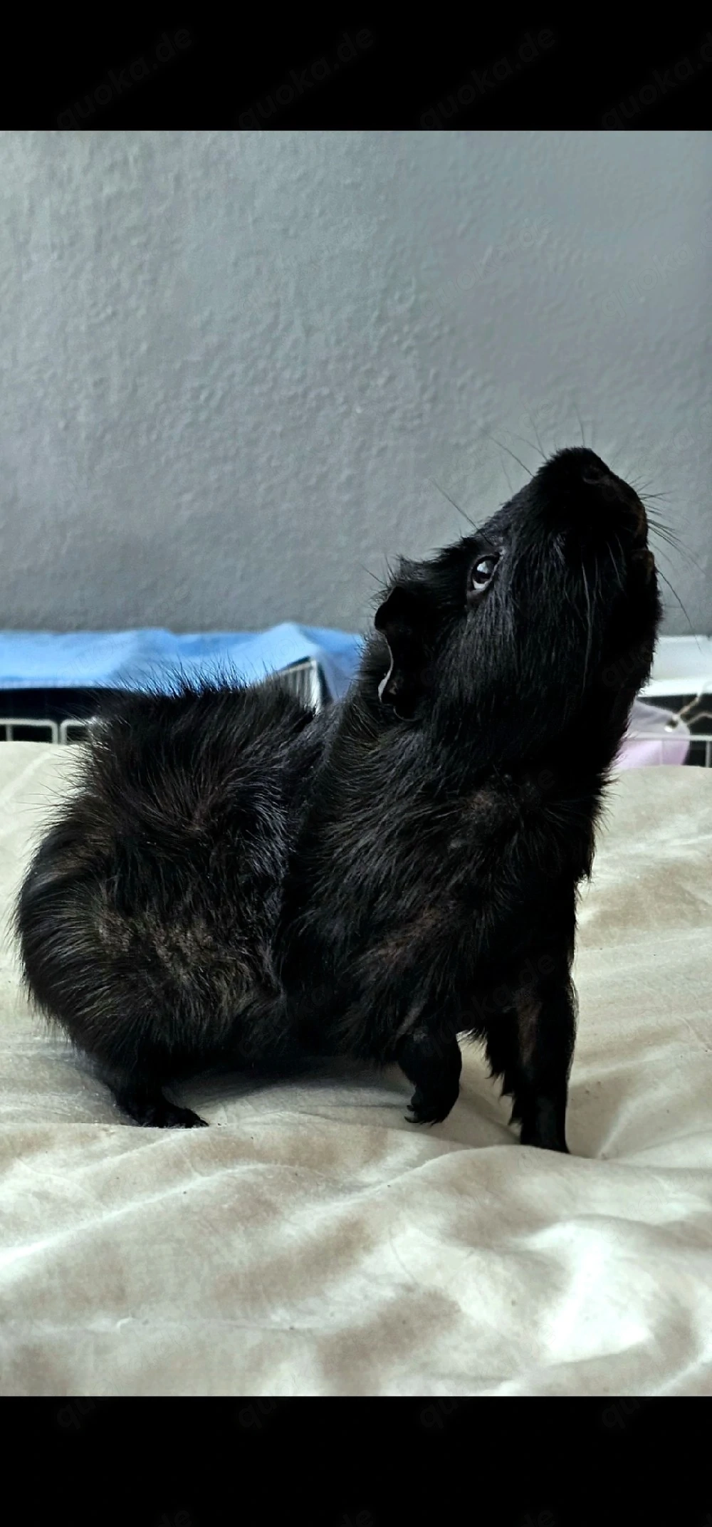Meerschweinchen Männchen