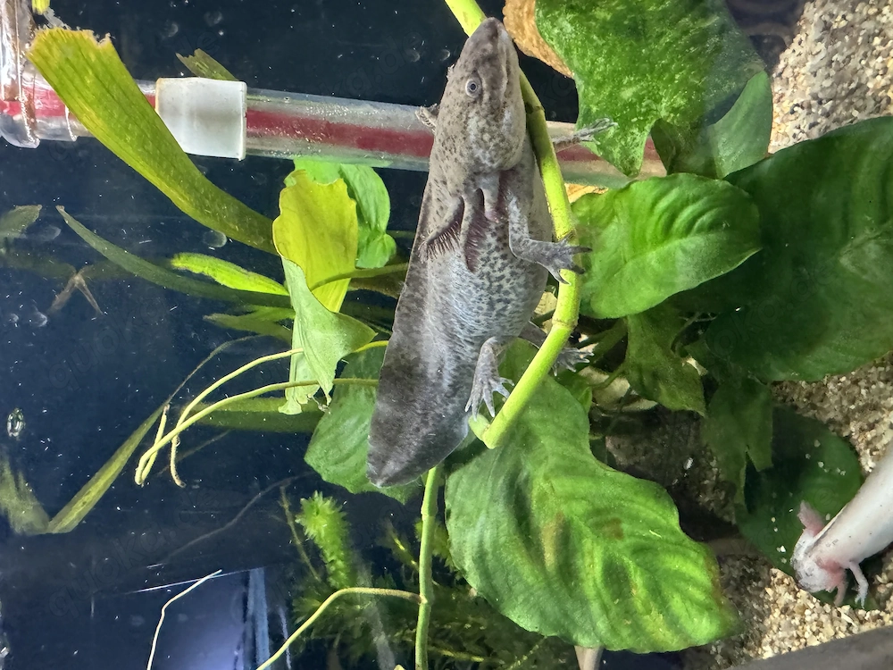 Axolotl Jungtier Wildling 