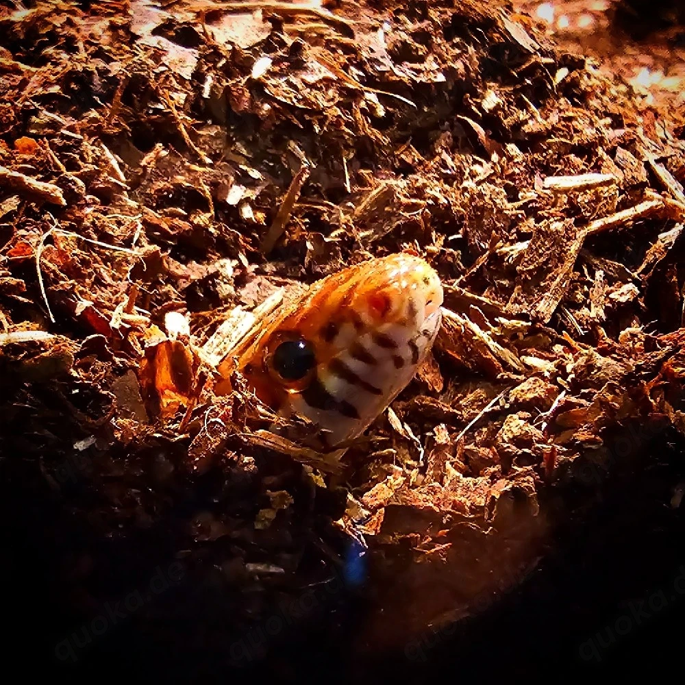 Für Aquaristik und Terraristik interessierte