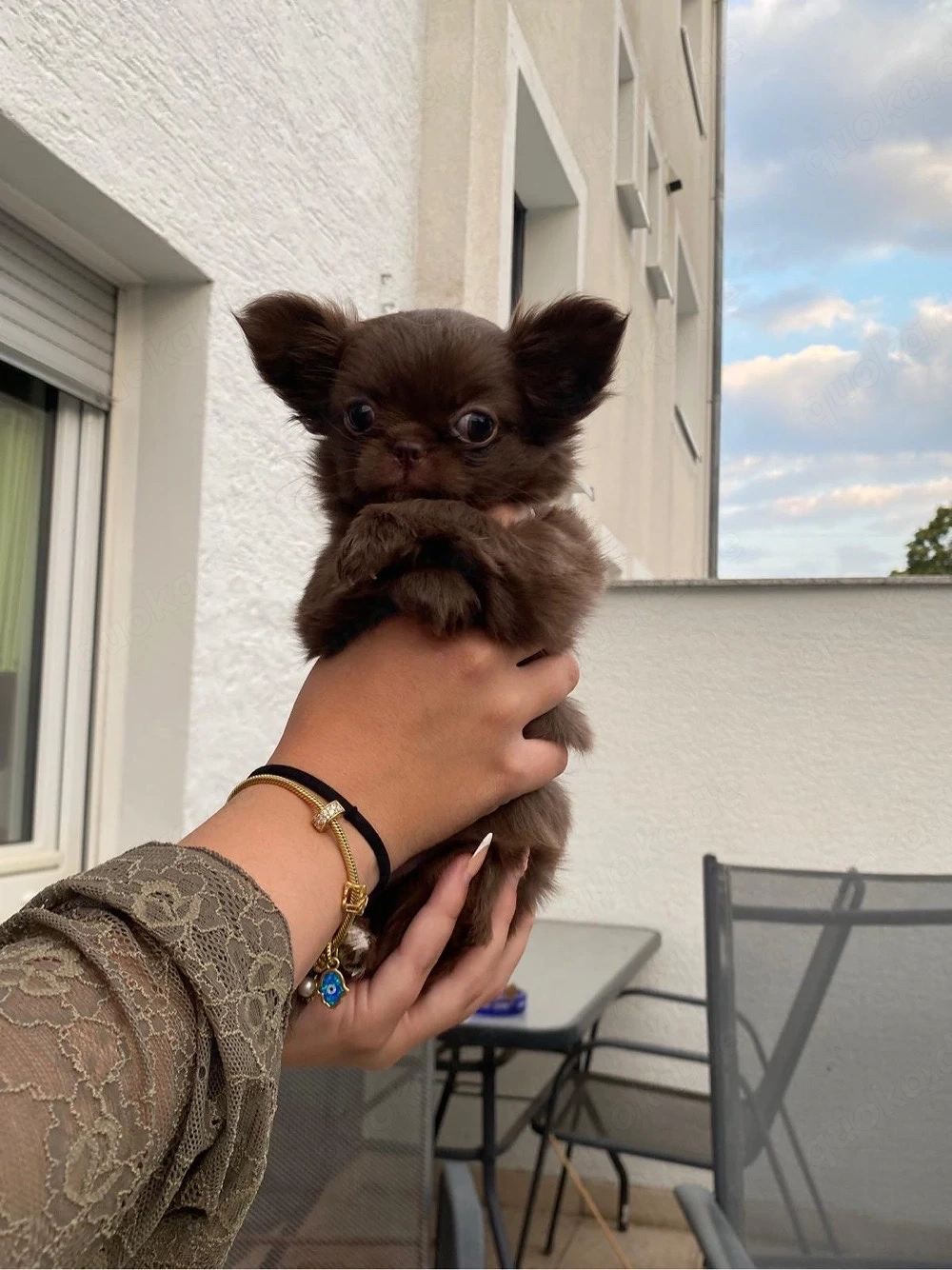 typvoller Chihuahua Welpe