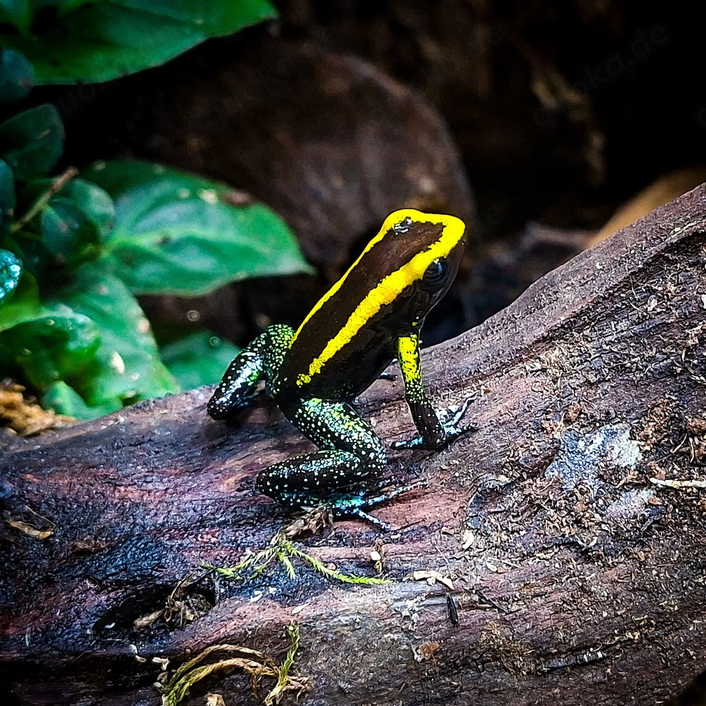 Phyllobates Aurotenia Nachzuchten zur Abgabe in Hamm