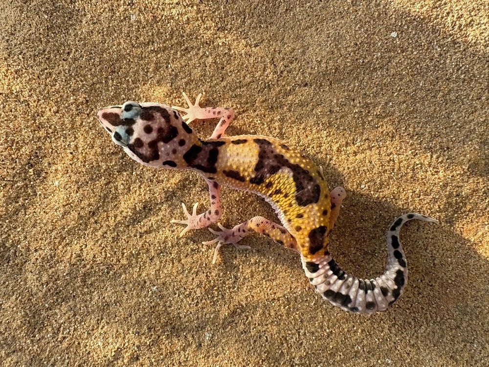 Leopardengecko Nachzuchten  