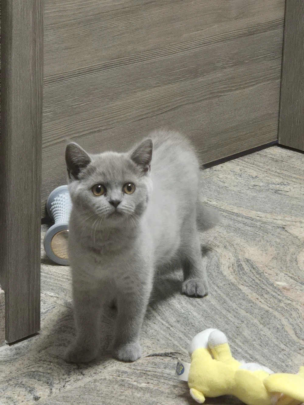 kitten BKH
