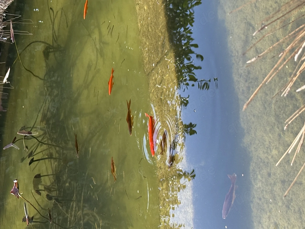 Goldfische ab zu geben