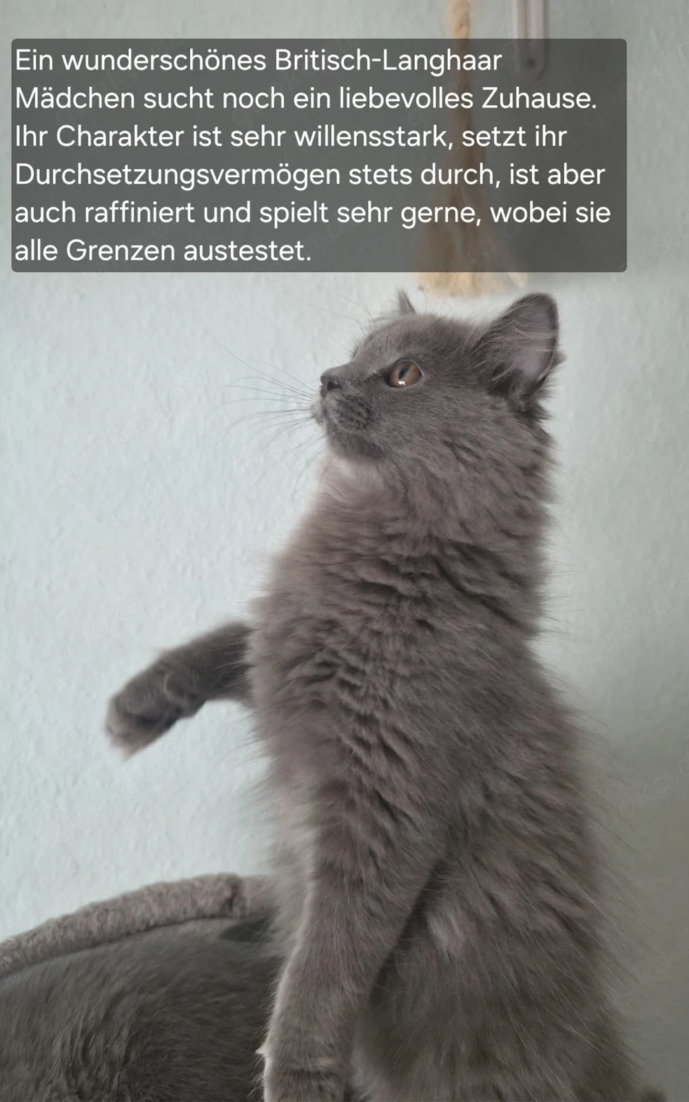 BLH Kitten noch 1 Mädchen!