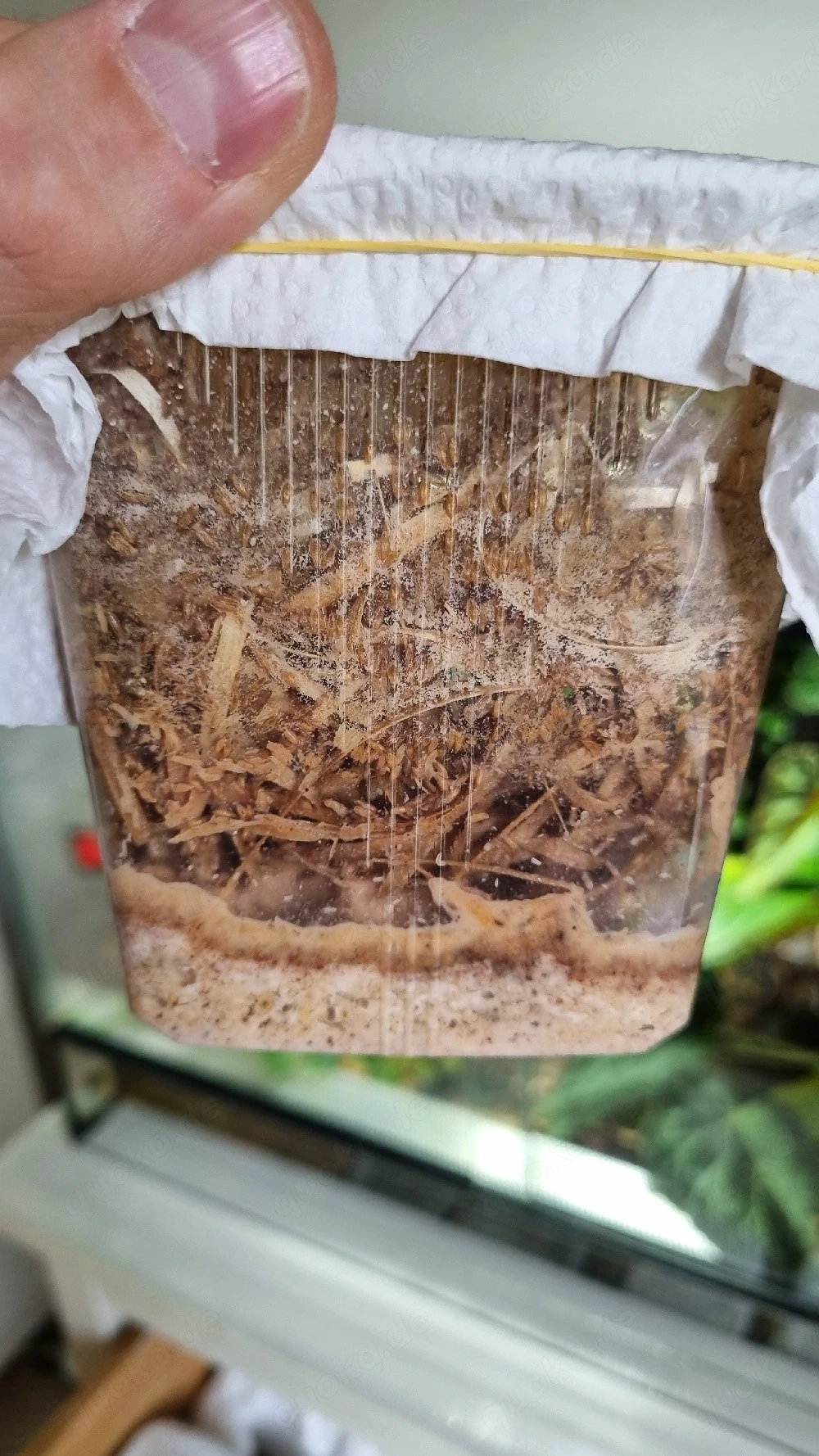 Drosophila Melanogaster