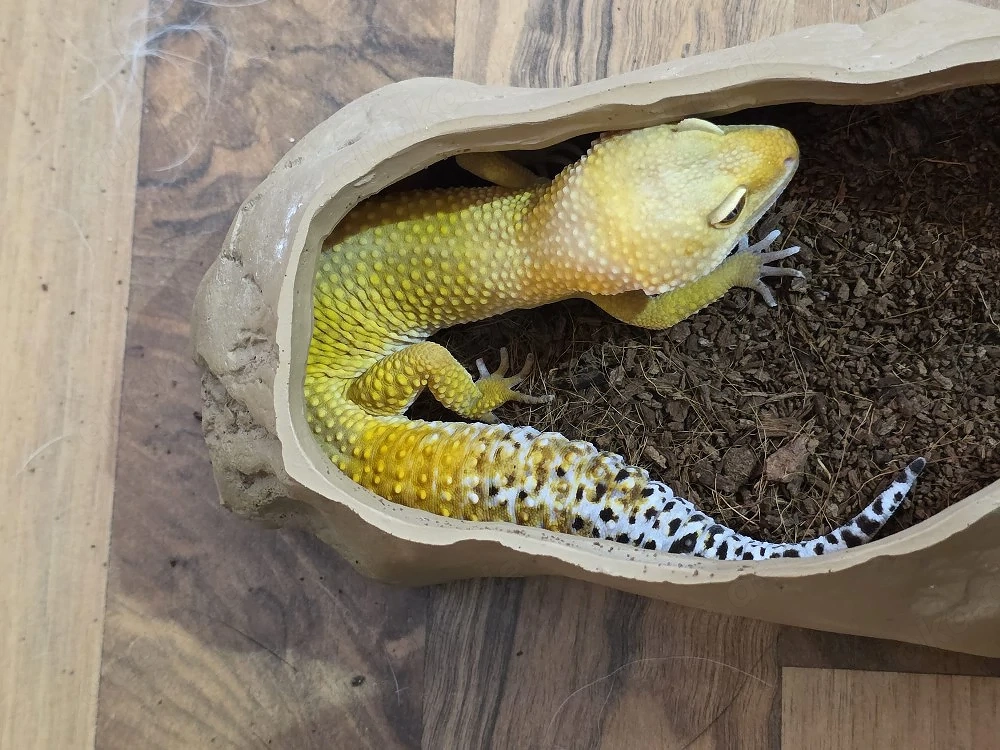Leopardgecko 